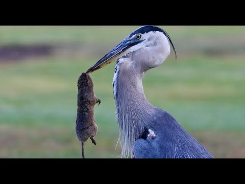 Great Blue Heron Catches Gopher in Dramatic Fashion