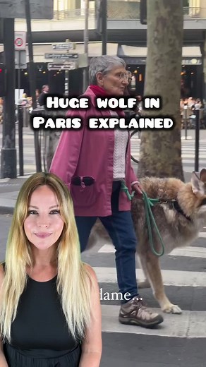 Czechoslovakian Wolfdog vs German Shepherd: Which is the Better Protection Dog?