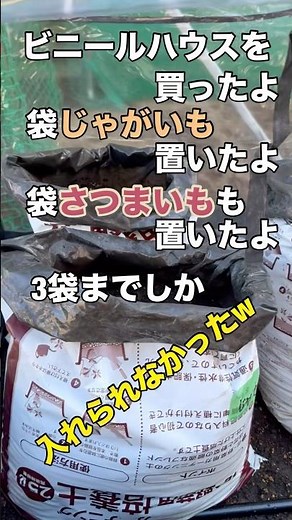 ビニールハウスで育てられるかサツマイモ？ #袋栽培 #ビニールハウス #家庭菜園