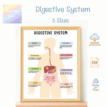 Digestive System Poster for Kids – Printable PDF Science Chart, Human Body Learn