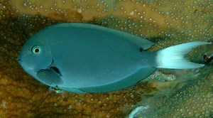 Acanthurus thompsoni - Alchetron, The Free Social Encyclopedia