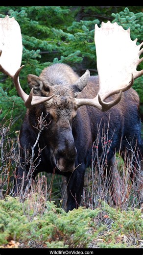 12K views · 620 reactions | Beautiful Bull Moose Takes a Break From the Rut ► Tour Canada's Rockies! https://www.tourcanadianrockies.com #mooserut #moose #wildlife | Wildlife On Video | Facebook