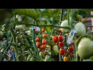 How To Grow Hydroponic Tomatoes - The Complete Guide
