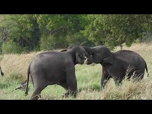 Two Little Elephants Playing - Cute Baby Elephants Having Fun in Kaudulla National Park Sri Lanka 🐘