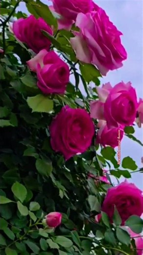 Natures beautiful white flowers 🌹 flower#flowers #nature #rose#cutting#gardens#beautiful#garden #1m