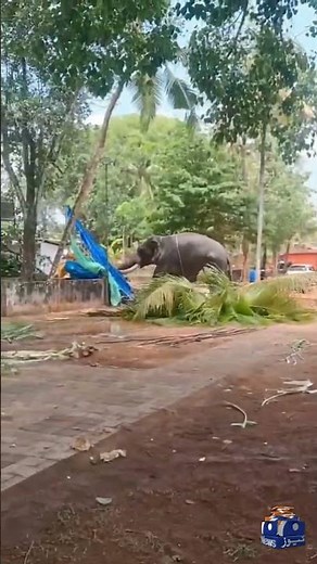 Elephant Goes On Rampage At Temple Festival In India | Geo News English