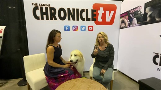 Deb Cooper chats with Stephanie House to celebrate her big win with Sebastian at Space Coast Kennel Club. #caninechronicletv #caninechronicle #tabletalklive #TableTalk #akcnationalchampionship | The Canine Chronicle