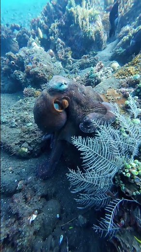Octopus Changes Color and Texture, Blends Into Coral Underwater
