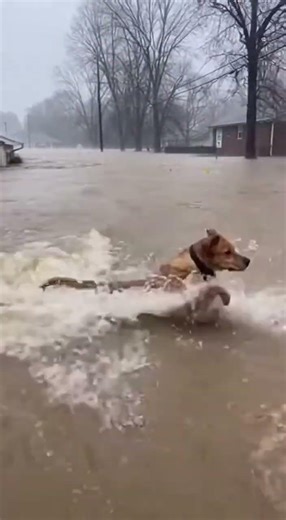 Heroic Dog Saves Best Friend From Flood!