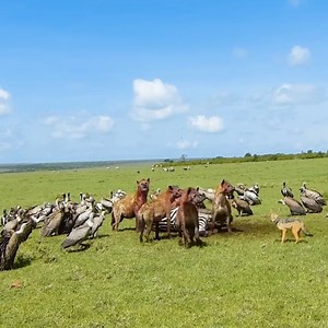 4.2M views · 10K reactions | The king has arrived Lion vs Hyena | Wildlife Africa | Facebook