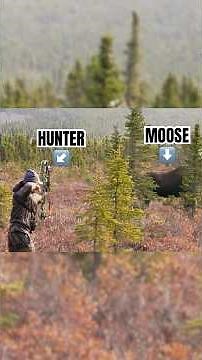 GIANT Bull Moose With A Bow! 🤯