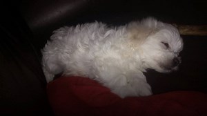 Wait...you mean Malteses aren't just tiny white teddy bears? Leave the negativity behind and join our friendly animal community at Waggle.tv: http://bit.ly/2I70JL5 | Animal Tales