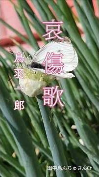 ♪︎哀傷歌,, 鳥羽一郎 #昭和演歌