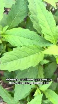 # . Apazote: La planta medicinal que muchos tienen en casa y no conocen
