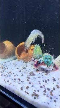 The Most Powerful Punch in the Ocean