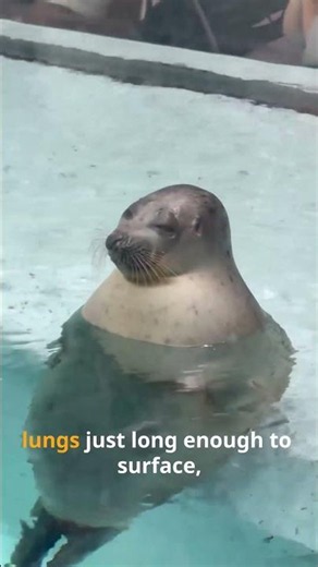 How Do Seals Sleep Underwater? 🦭🌊