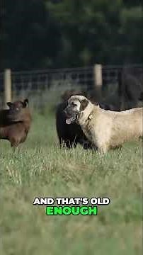 How Kangals Defend Livestock from Predators Effectively