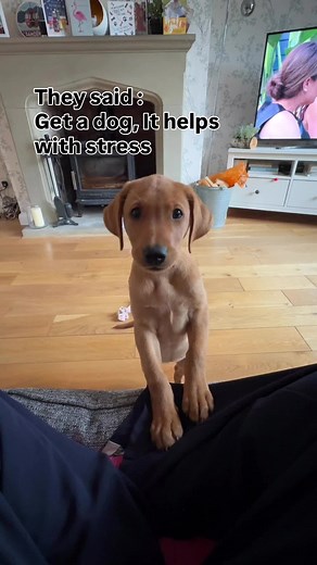 Adorable Moments with Fox Red Labrador Puppies