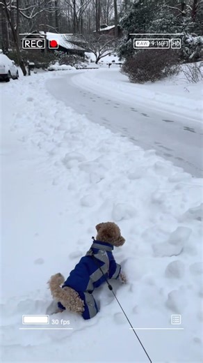 The Playful Pup Who Makes Every Moment Feel Magical #youtubeshorts #shorts #viral #FYP #viralvideo