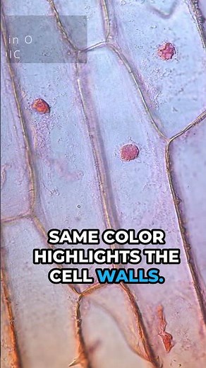 The Hidden World of Onion Cells: Stunning Staining Techniques Revealed! 🔬✨ #Microscopy #CellBiology