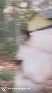 85K views · 918 reactions | Mawm! You have spy cameras everywhere. How the heck did you NOT know where I was? You were with the HECKIN baby silkie chickens, weren’t you??郎 After making me look at that HECKIN plushy on our live, and now this? I expect extra mash as compensation.  #montethesingingdonkey | Monte the Singing Donkey | Facebook