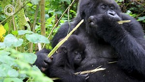 Just like with human babies, solid food introduction is a process! 🍃 🌱 🌿 Gorilla infants, like Jijuka, learn about their diet from adults, especially their mothers. Here, she tries 𝘋𝘪𝘴𝘤𝘰𝘱𝘰𝘥𝘪𝘶𝘮, a woody plant in the gorilla diet. However, she's not as thrilled as she is with breastmilk! Jijuka will turn 1 next month. She lives in Segasira's group! 📹 Video: Ella Brown #conservation #cute | Dian Fossey Gorilla Fund