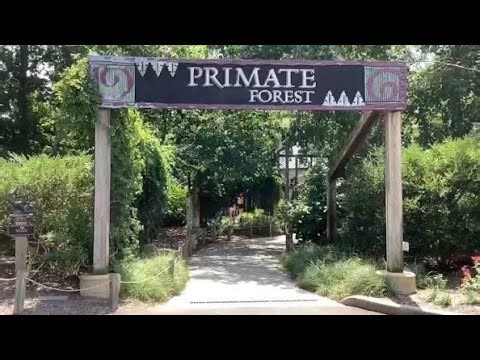 Toledo Zoo: Primate Forest/Kingdom of the Apes (re-upload)