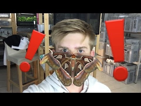 Giant atlas Moth on my Face