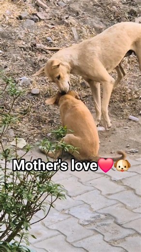 Dubbu💟 #shortsfeed #shortsvideo#shorts #youtubefeed#youtubeshorts #youtubesearch#youtubeshortsvideo