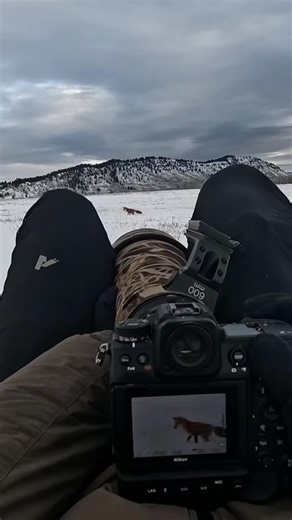 Capture Every Moment: Tips for Animal Photography