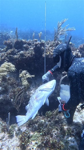 381K views · 3.4K reactions | Spearfishing Grouper with Hawaiian Sling! #fishing #spearfishing | Ryan Myers Spearfishing | Facebook