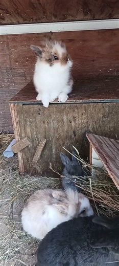 Tiny Bunny Moments with Almanzo✨💕🐰