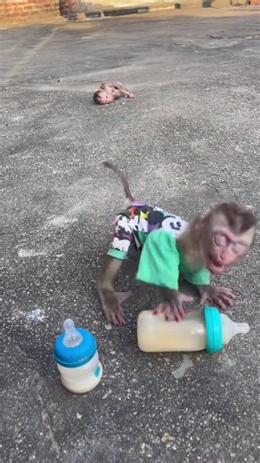 Little monkey sulking: adorable baby monkey pout caught on camera