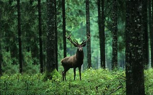 了解新的 Adobe Firefly 生成式 AI 如何彻底改变艺术、设计和 Com_哔哩哔哩_bilibili