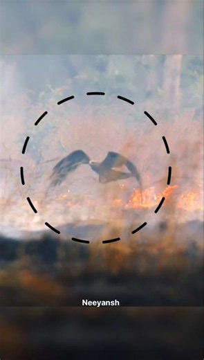 Australia’s Fire-Spreading Bird 😨