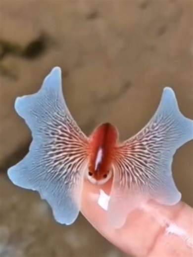 Exploring Graceful and Magical Animal Insights