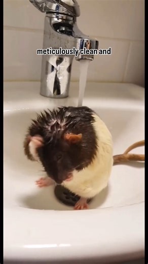 685K views · 44K reactions | Rats are amazing animals, but are often misunderstood!  Rats are incredibly clean individuals, grooming themselves more thoroughly & often than cats do! They can also be litter-trained, taught tricks, & build close bonds with their friends. Rethink your perception of these beautiful, affectionate, & smart beings  : Vegan Friendly | Animal Justice | Facebook