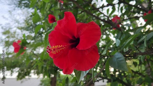 Flower of Chinese hibiscus, China rose, Hawaiian hibiscus, rose mallow , shoeblack plant (Hibiscus rosa-sinensis)