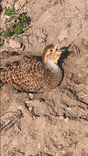 Grey Francolin Sounds | Partridge Calling