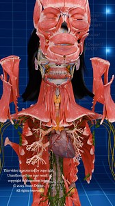 41K views · 672 reactions | Brain 易 and Heart 變: Main Body Centers ✨ . . . . #pregnancy #baby #anatomy #heart #pregnant #medicina #doctor #माहवारी #月経 #임신 #妊娠 #gravidez #fetal #love #Childbirth #femalemodel #Female #babyboy #babylove #babygirl #vaginal #uterus #human #female #ReproductiveSystem #ovaries #vulva #женщины #матка #útero | Smart Doctor Alt | Facebook