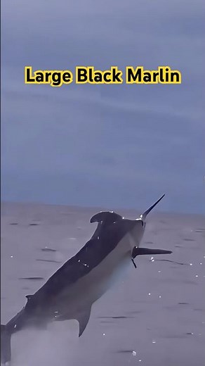 Massive Black Marlin Explodes Out of the Water