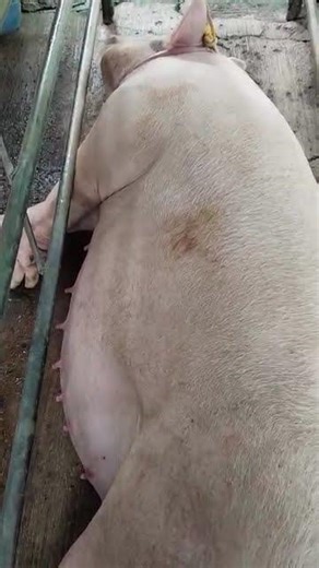 Mini Pig’s Daily Routine 🐷 #minipig #petlife #cute