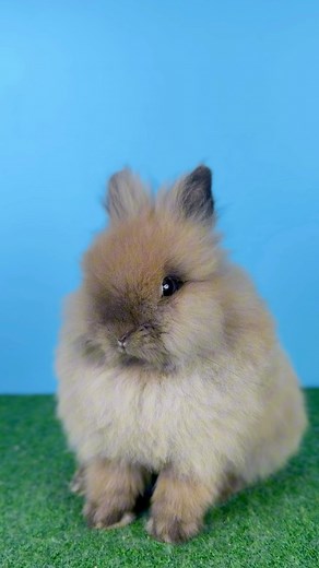 Did you know? Quality shows in every detail, even how a rabbit poses.🦁 #JesusLovesYou #Lionhead #PromotePosing #bunnyph #bunnylove #bunnies #rabbitsofinstagram #bunny #rabbit | Billoved Bunny