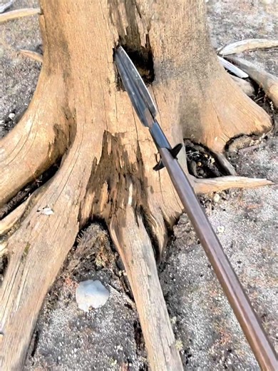 Watch Cold Steel Boar Spear Demo with Powerful Throw Control on Amazon Live