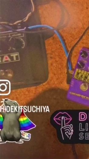 [Gear]Proco Rat 1996 vs Catallinbread Dirty little secret #telecaster #distortion #proco rat #music