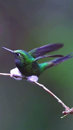Hummingbird | The Beautiful Buzz of a Hummingbird 🐦#hummingbird #birdsound #amazingbird #wildlife