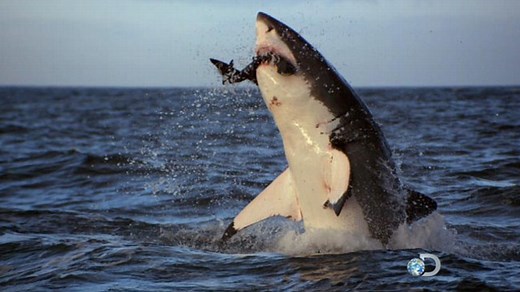 Eye-to-Eye With a Killer: Rare Shark Attack Caught on Camera