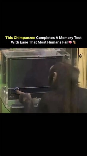 N E X O on Instagram: "This chimpanzee can complete a memory test faster than most humans. In controlled experiments, chimpanzees are shown numbers on a screen for a split second. After the numbers disappear, they can accurately recall the exact positions — almost instantly. Even trained humans struggle to match this level of performance. The difference lies in brain specialization. Chimpanzee brains are optimized for rapid visual processing and short-term recall, shaped by survival in dynamic e
