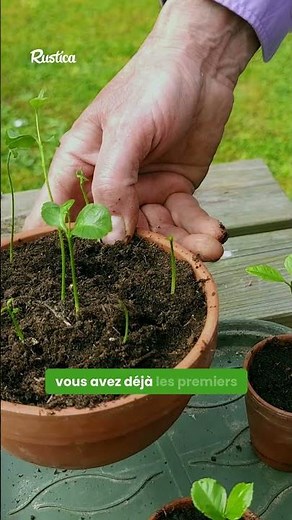 Semer et rempoter le citronnier