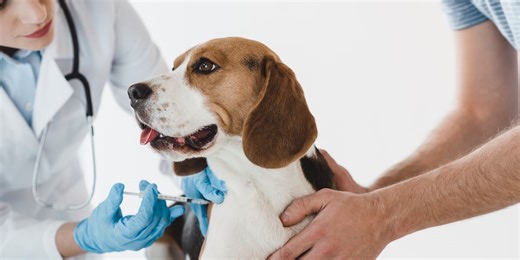 Quitman officials urge public to watch for Distemper signs in pets